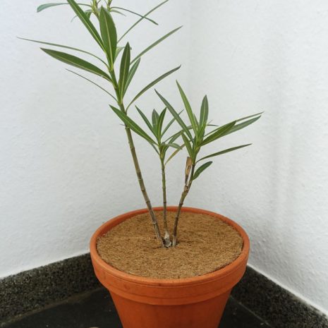 Kokosova-izolacni-deska Kokosova-izolacni-deska